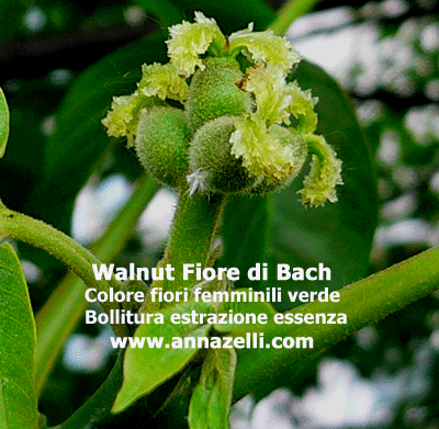 COLORE FIORI WALNUT FIORE DI BACH