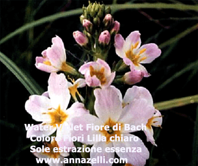 COLORE FIORI WTAER VIOLET FIORE DI BACH