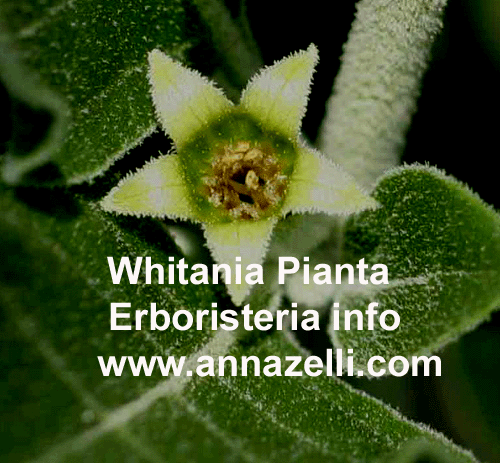 WHITANIA, PIANTA, ERBORISTERIA