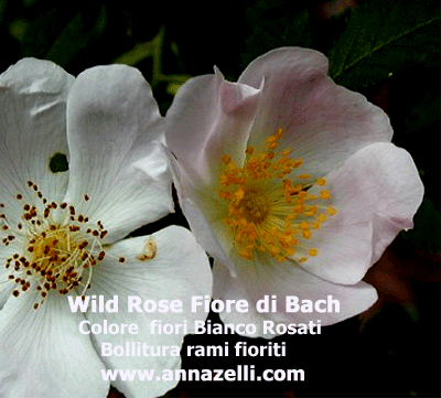COLORE DIORI WILD ROSE FIORE DI BACH
