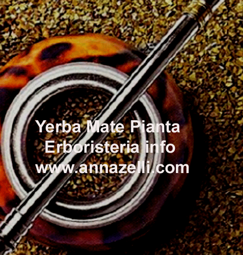 YERBA MATE, PIANTA, ERBORISTERIA